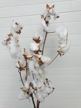 Load image into Gallery viewer, Cotton Bunch